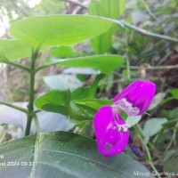 Dicliptera foetida (Forssk.) Blatt.